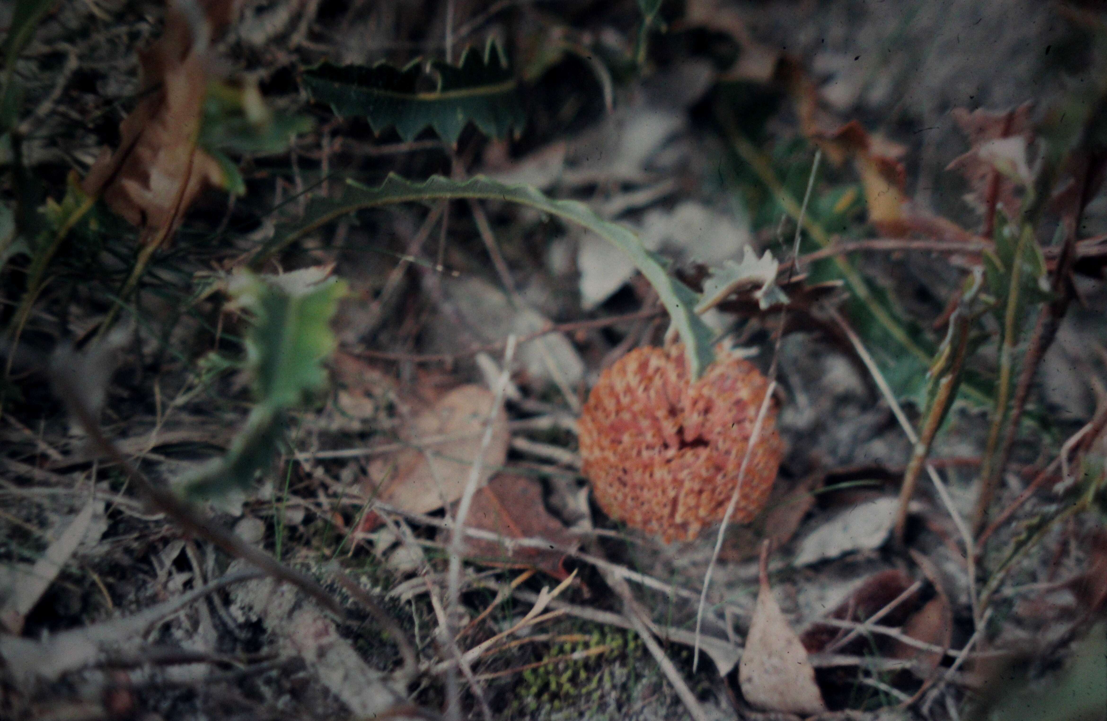 Image of banksia