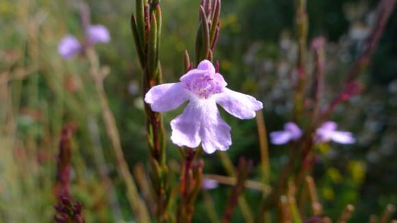 Image of Hemigenia purpurea R. Br.