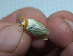 Image of slug caterpillar moths