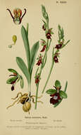 Image of ophrys