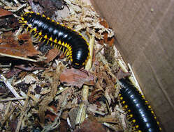 Image of Flat-backed Millipedes