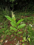 Image of Alpinia