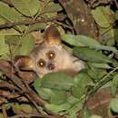 Image of Silvery Greater Galago