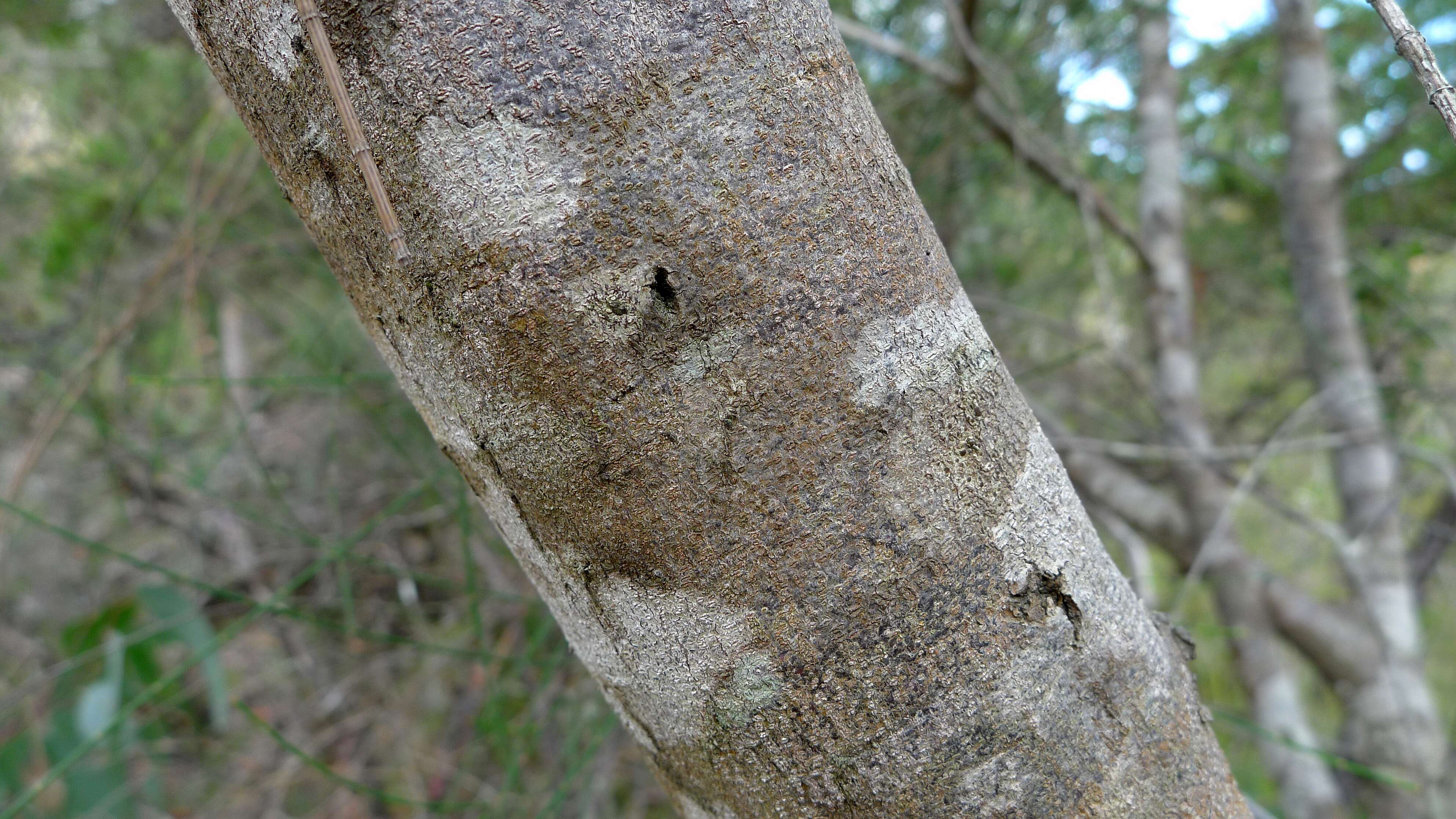 Image of beefwood family