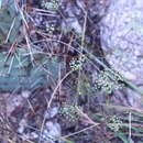 Image of False Hedge-Parsley