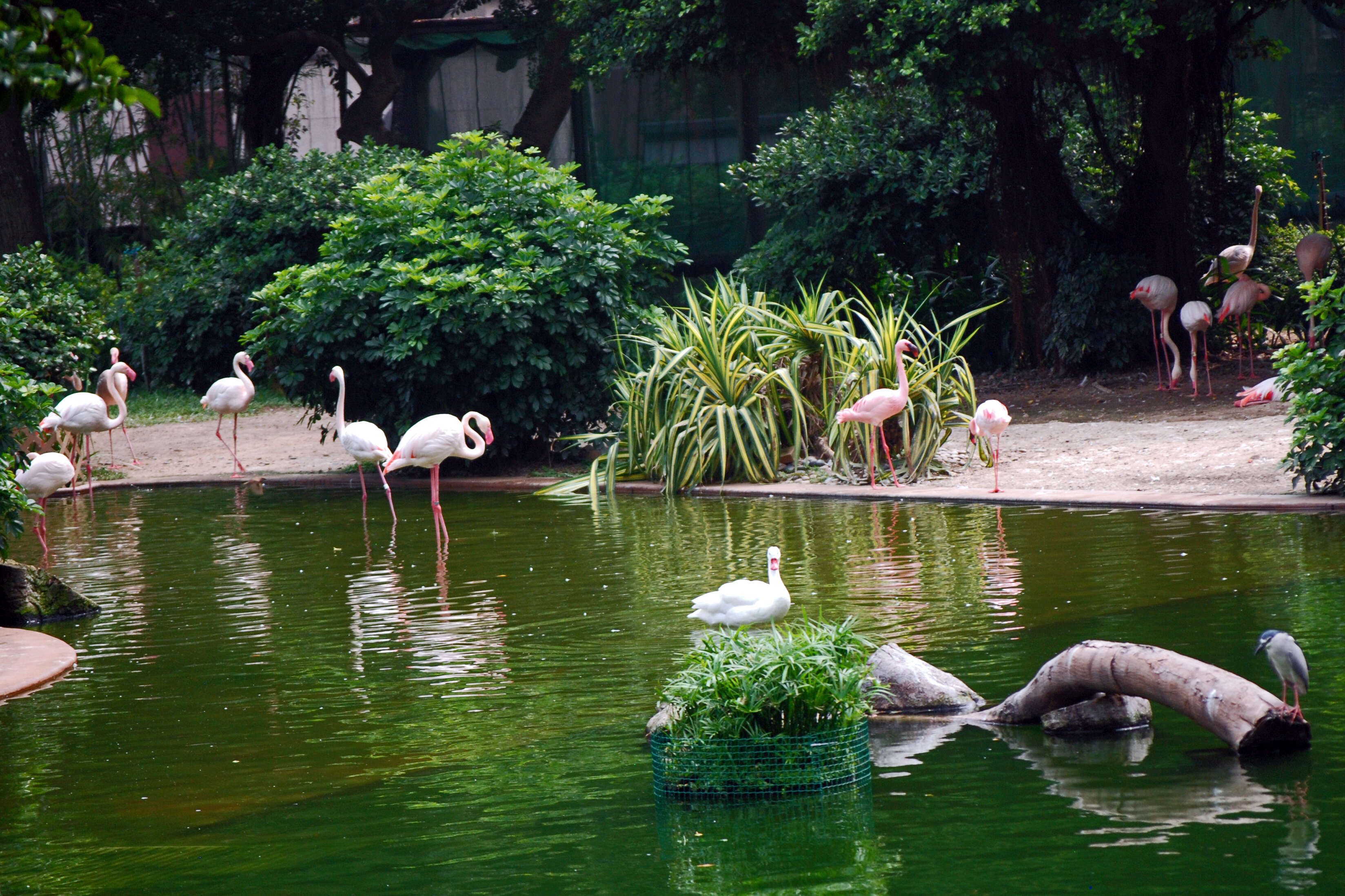 Imagem de Phoenicopterus roseus Pallas 1811