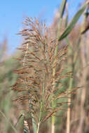 Image of giant reed