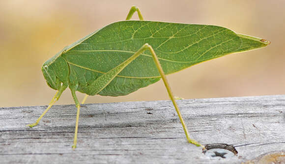 Image of Greater Angle-wing Katydid