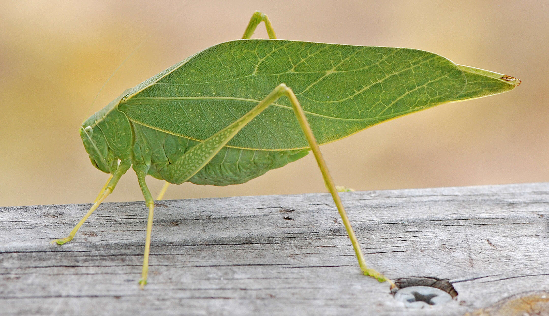 Image of Greater Angle-wing Katydid