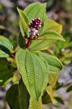 Image of Tococa guianensis Aubl.