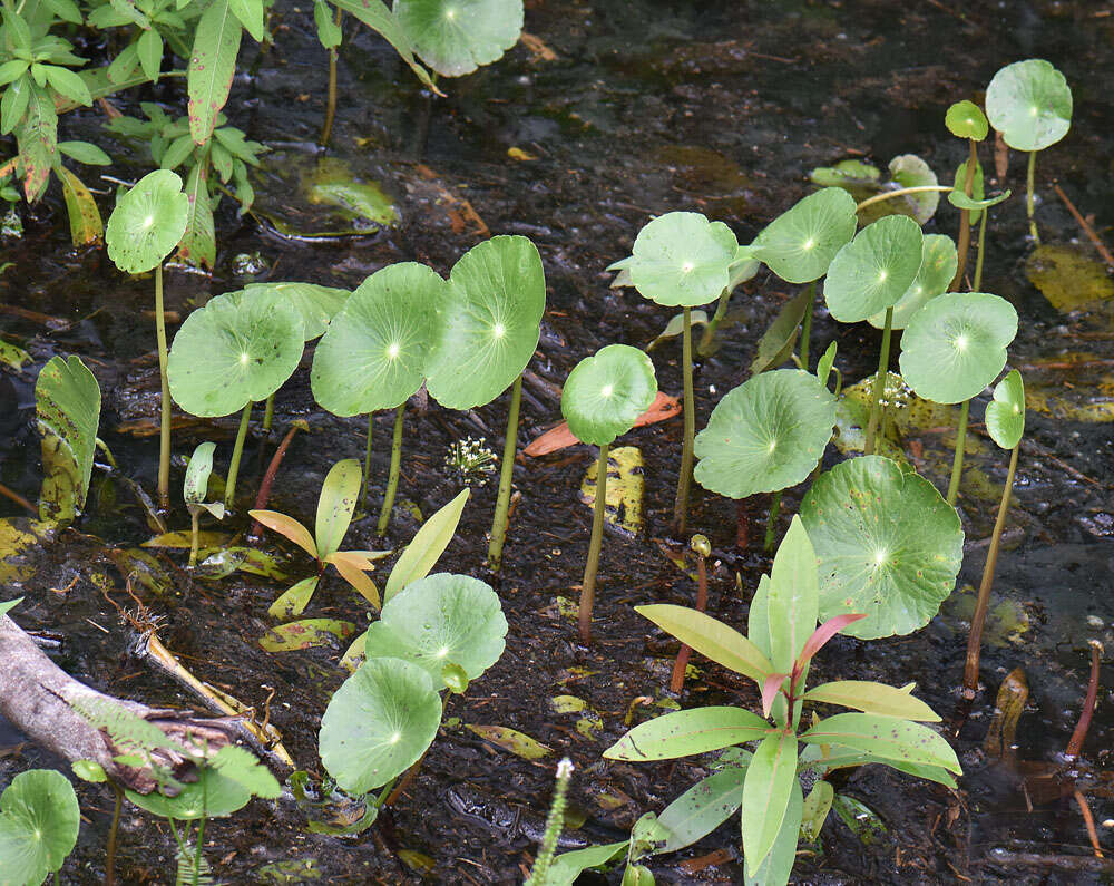 Image of manyflower marshpennywort