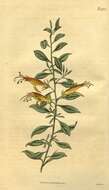 صورة Eremophila glabra subsp. glabra