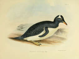 Image of Pygoscelis Wagler 1832