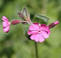 Image of red catchfly