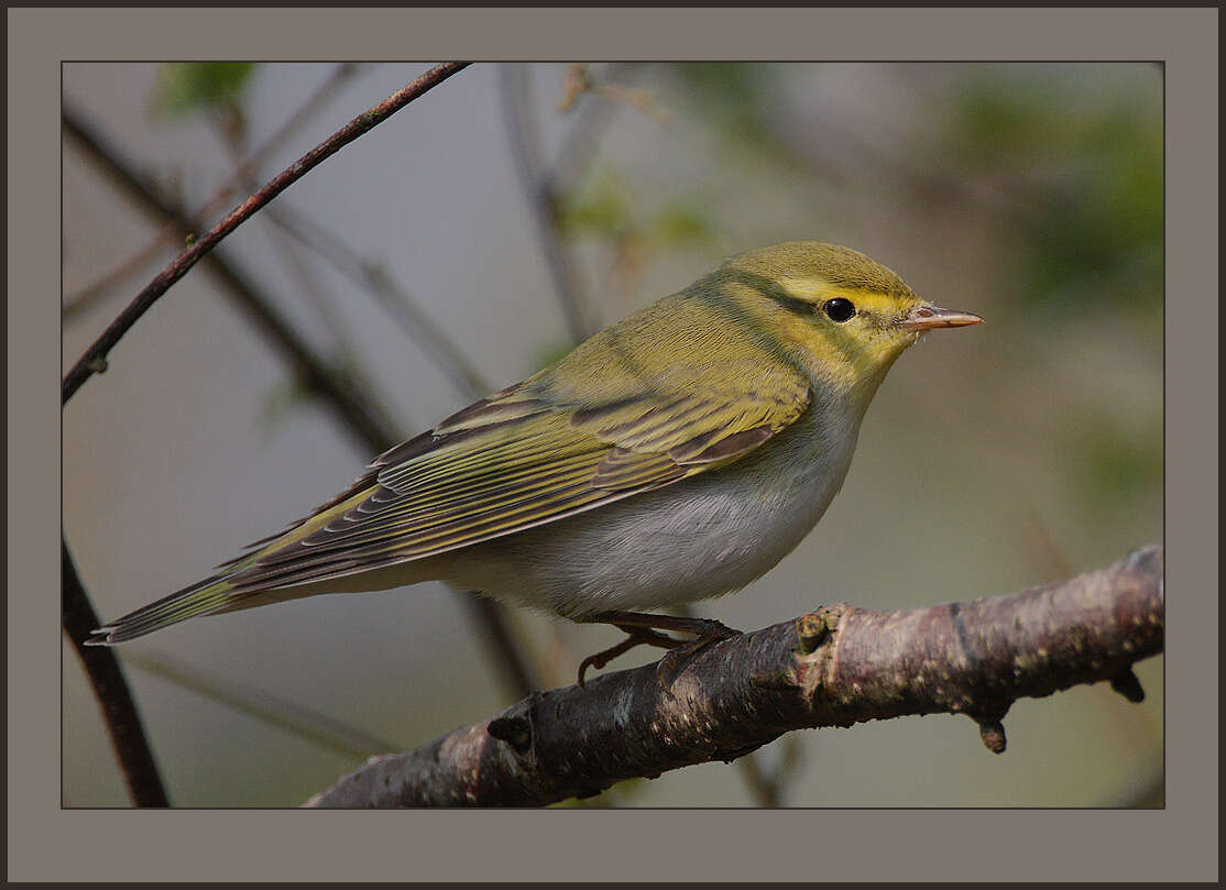 Image of Wood Warbler