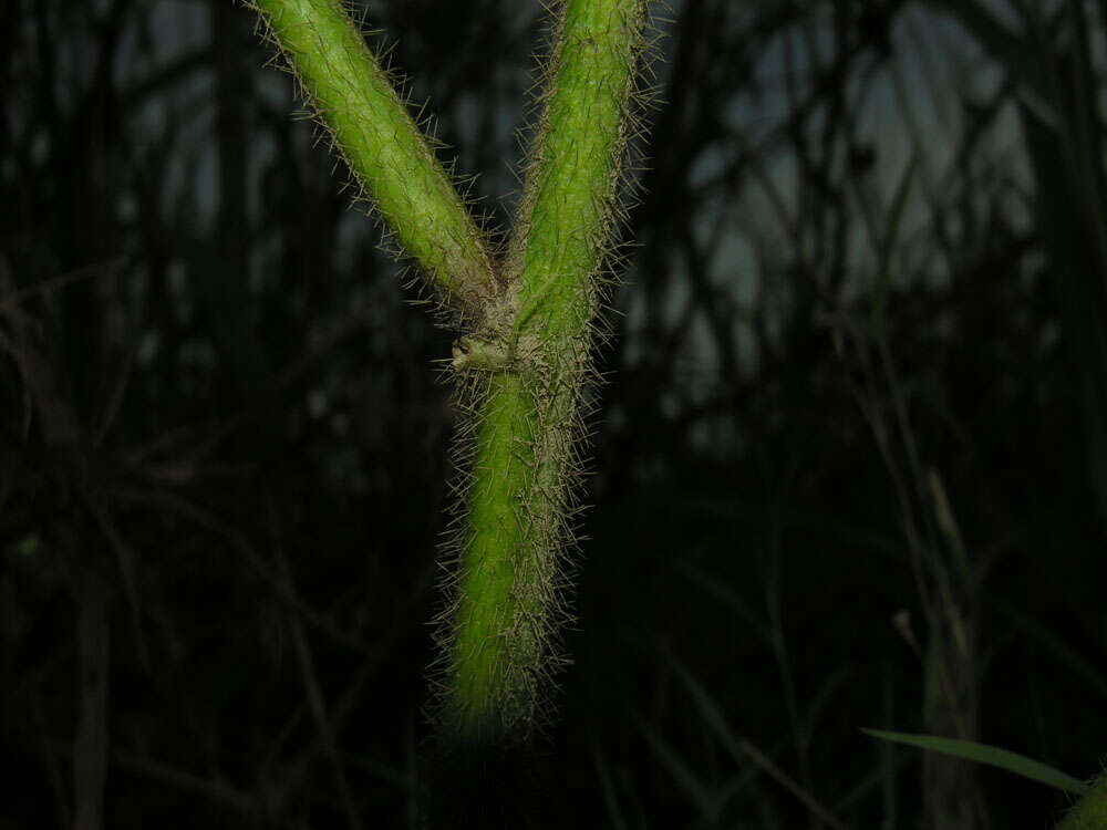 Image of leafbract