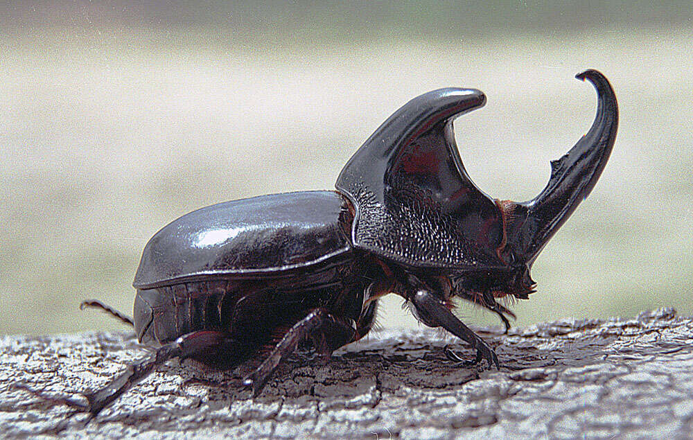 Image of Asian rhinoceros beetle