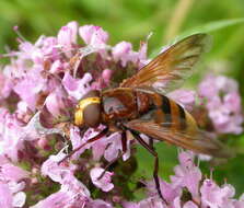 Image of Volucella