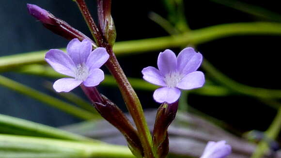 Image of Buchnera ciliata Pennell