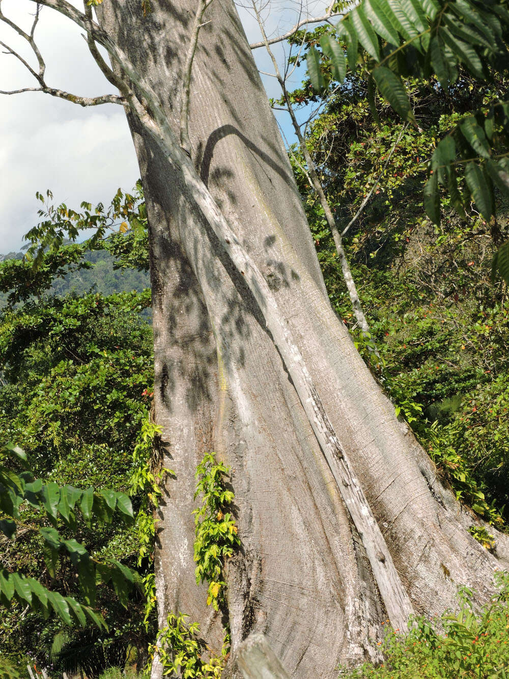 Image of ceiba