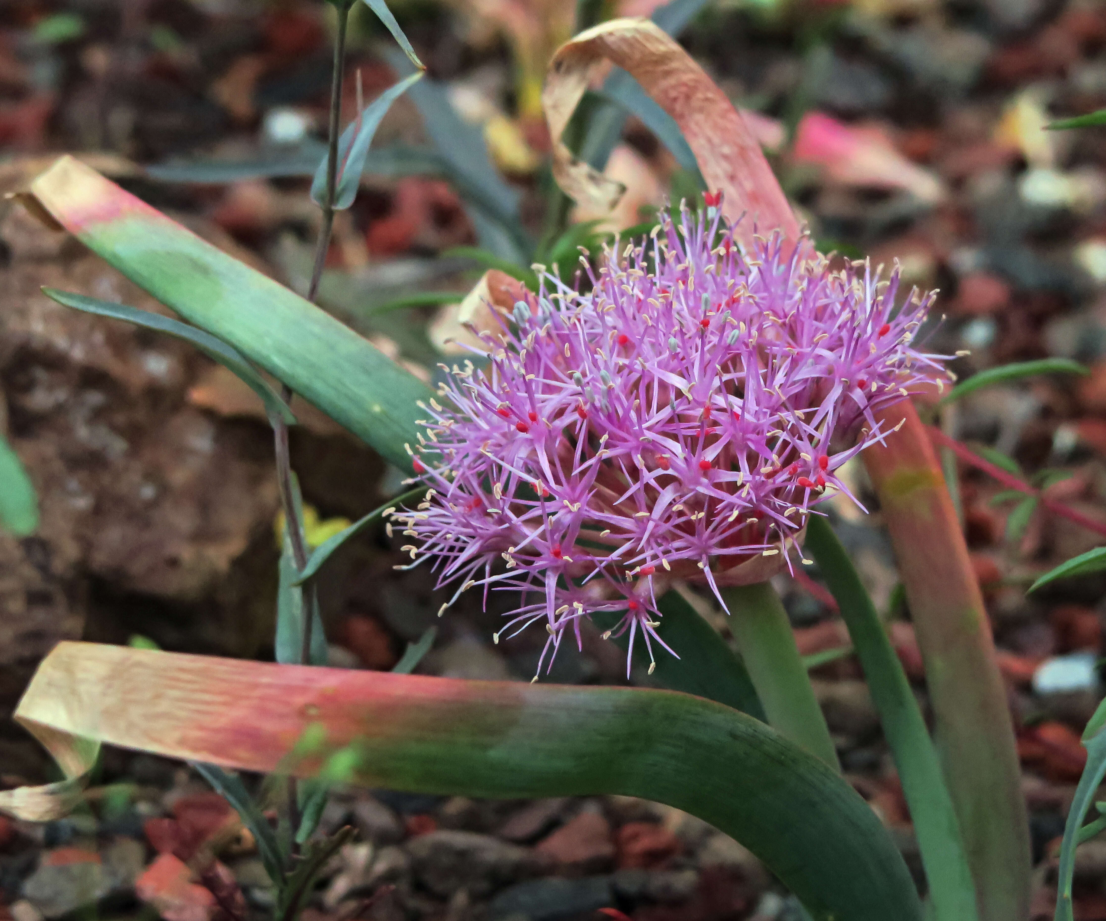 Image of broadstemmed onion