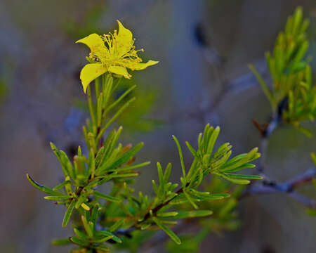 Image of peelbark St. Johnswort