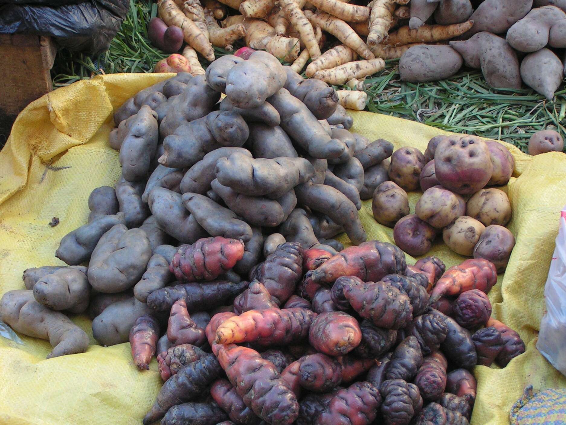 Image of oca