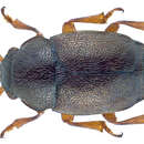 Image of Nettle Pollen Beetle