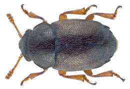 Image of short-winged flower beetles