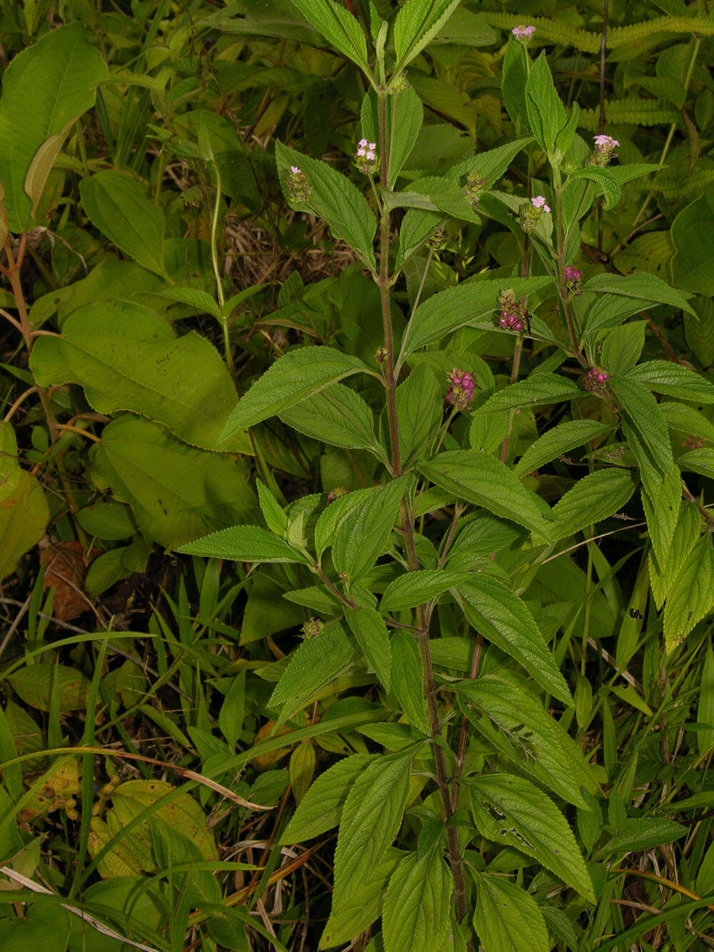 Image of threeleaf shrubverbena