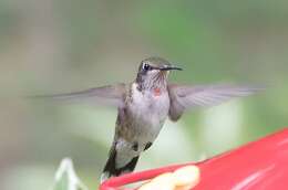 Image of Ruby-throated Hummingbird