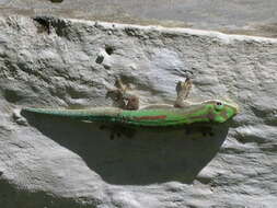 Image of Lined Day Gecko