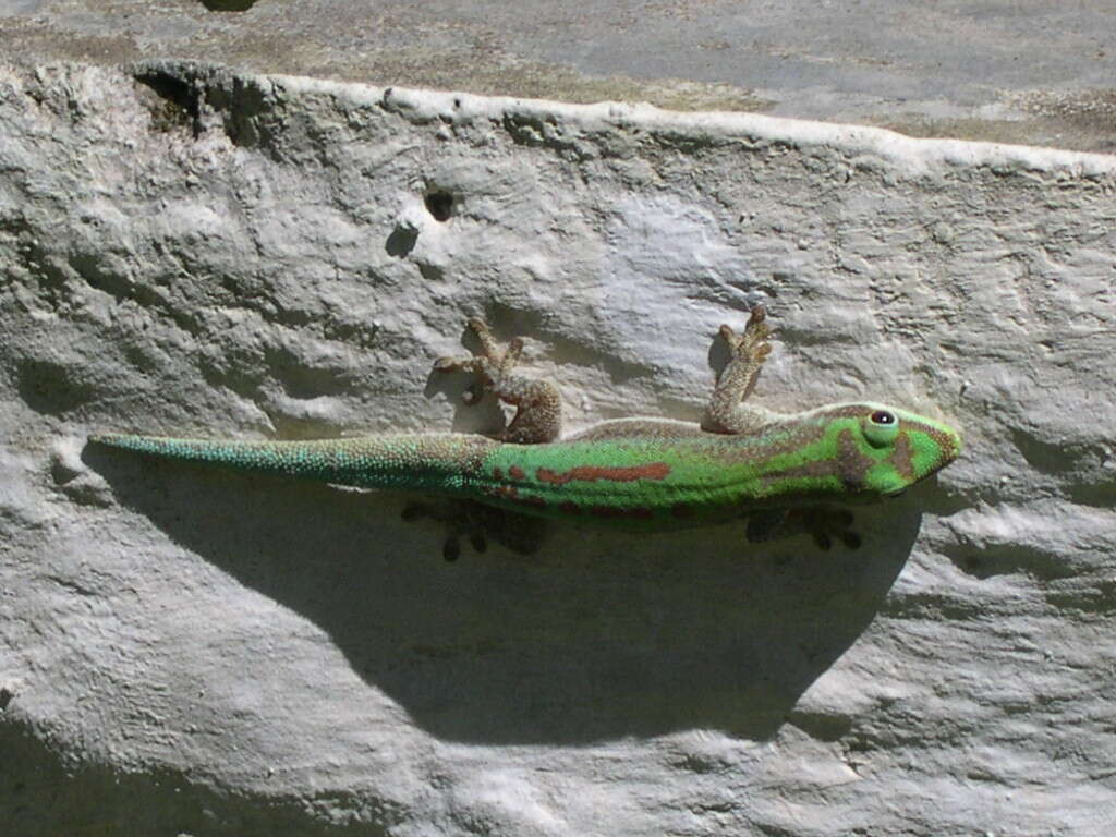 Image of Lined Day Gecko