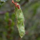 Acacia glandulicarpa Reader resmi