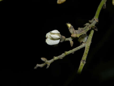 صورة Machaerium arboreum (Jacq.) Vogel