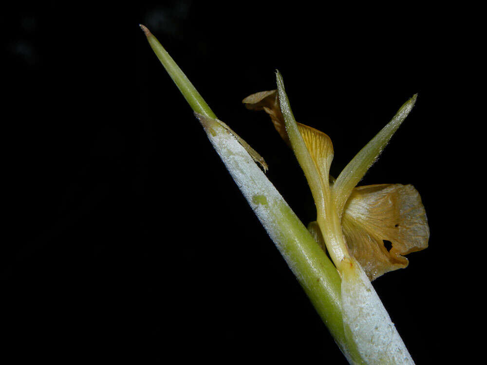 Plancia ëd Ischnosiphon inflatus L. Andersson