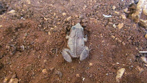 Image of Johnstone's Robber Frog