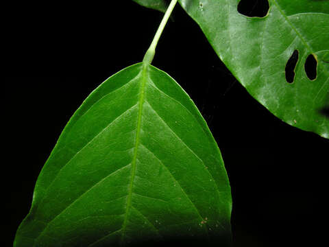 Image of Capparidastrum discolor (J. D. Sm.) Cornejo & Iltis