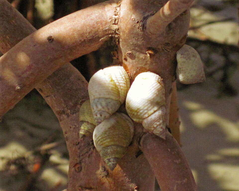 Image of Mangrove periwinkles