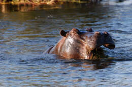 Image of Common Hippopotamus