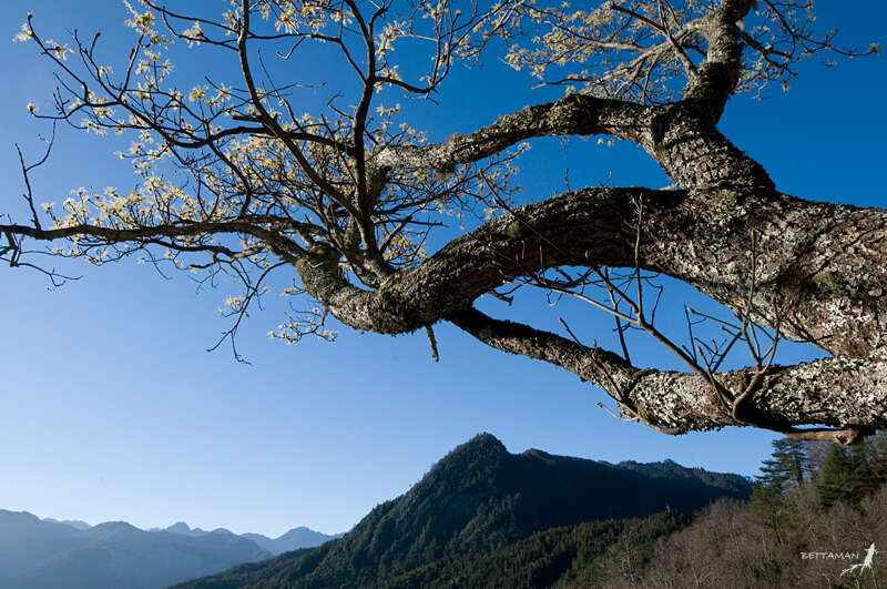 Слика од Sassafras randaiense (Hayata) Rehder