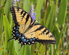 Image of Papilio