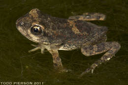 Image de Sclerophrys Tschudi 1838