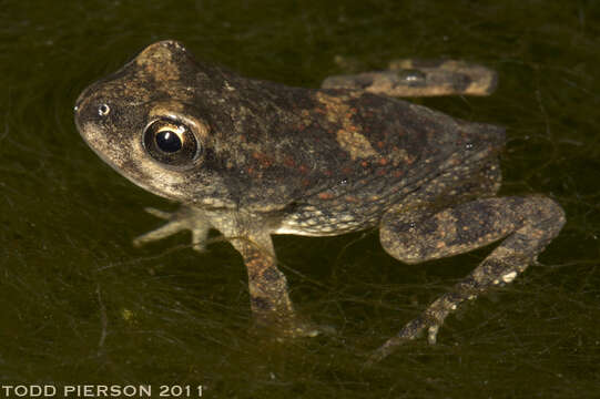 Image of Sclerophrys Tschudi 1838