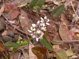 صورة Wurmbea dioica (R. Br.) F. Muell.