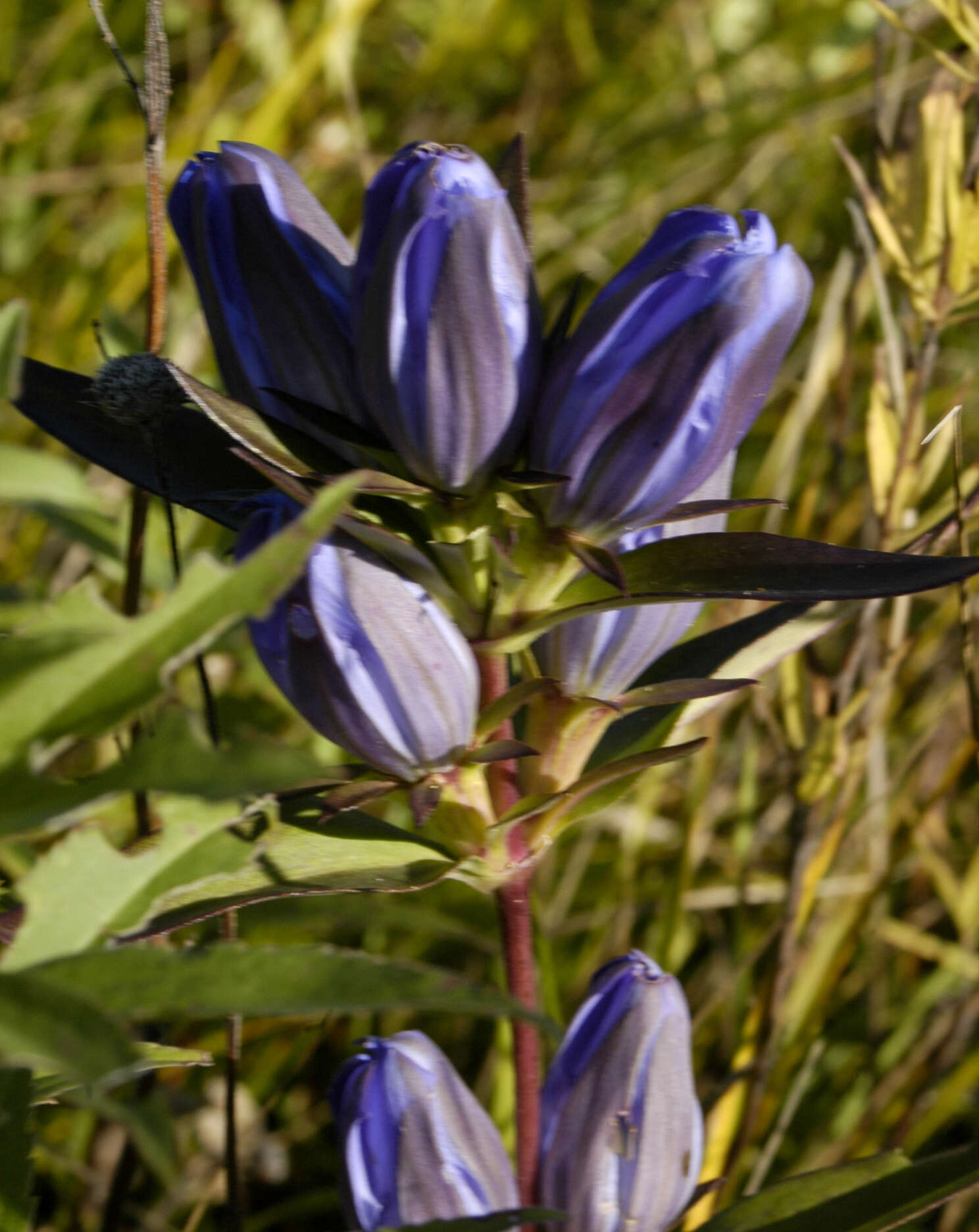 Image of downy gentian