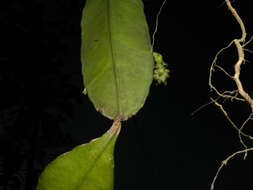 Image of cacti