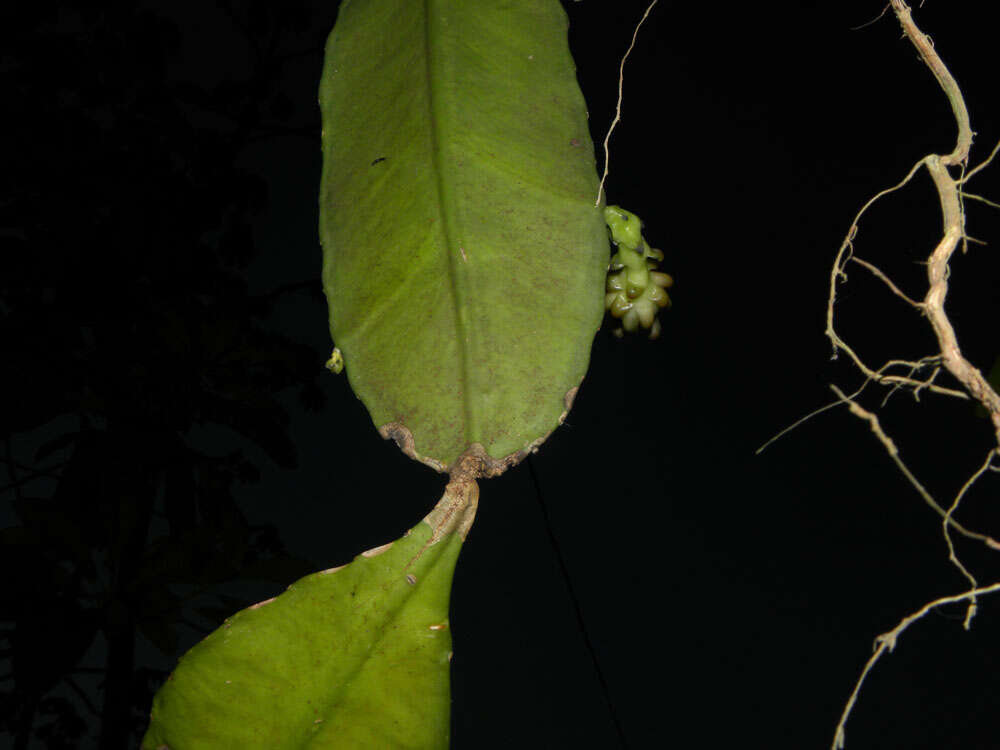 Image of cacti