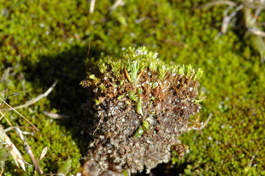 Image of aloina moss
