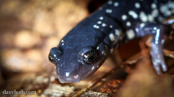 Image of Northern Slimy Salamander